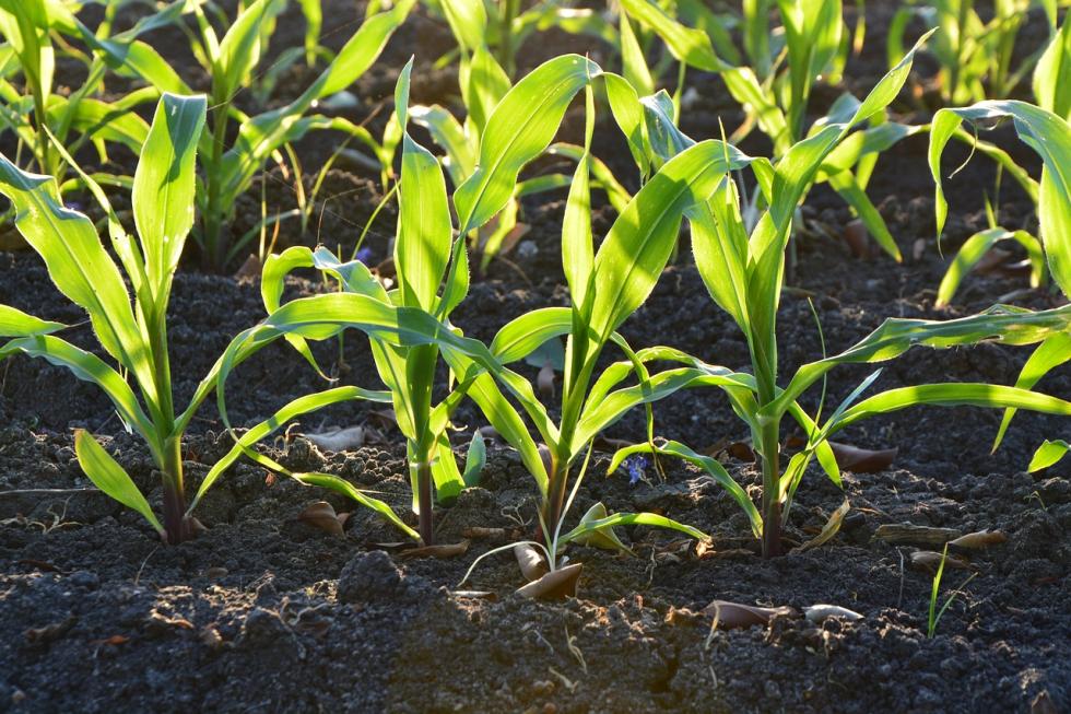 4 fakty na temat korzeni kukurydzy – to musisz wiedzie