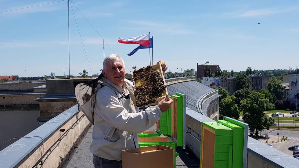 12 tys. pszczół na dachu Dolnośląskiego Urzędu Wojewódzkiego 