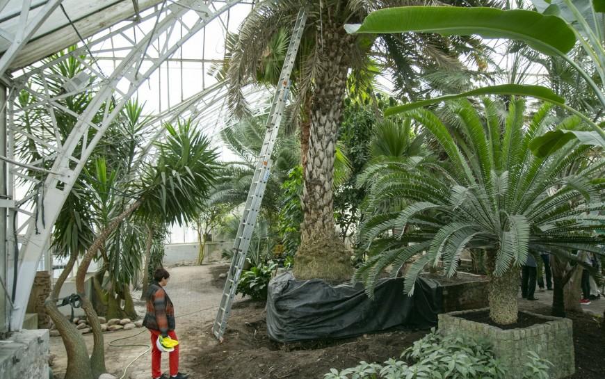  Rewitalizacja palmiarni i inne inwestycje w parku