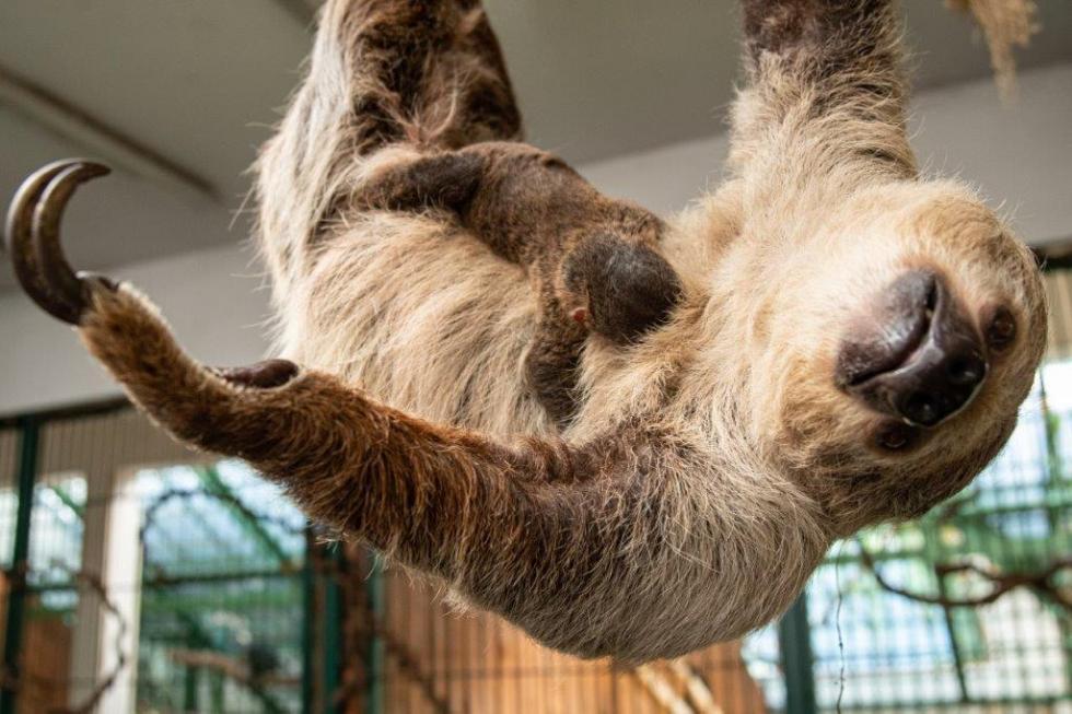 #Babyboom we wrocławskim zoo – pierwszy leniwiec urodzony we Wrocławiu 