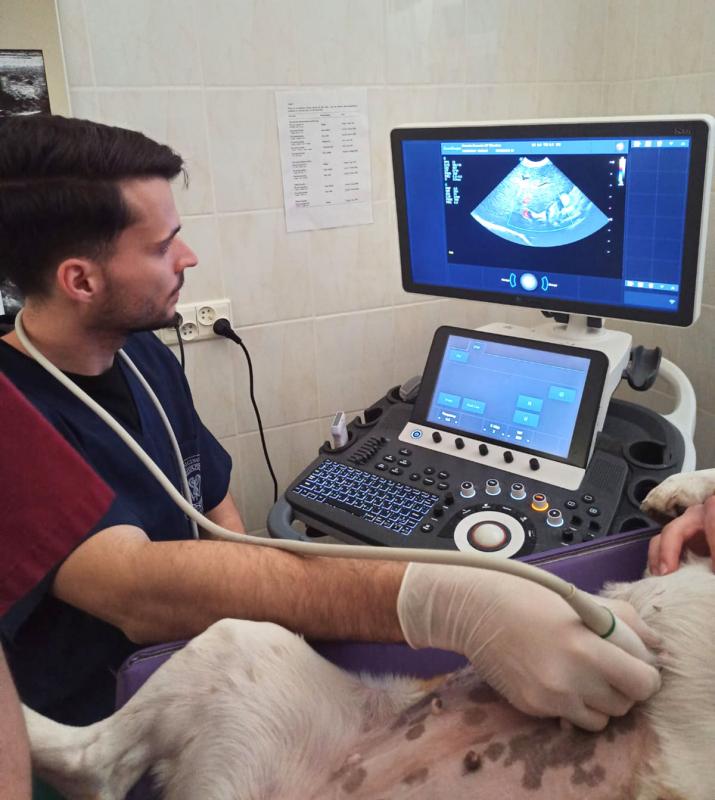 Student UPWr drukuje protezy dla okaleczonych psów