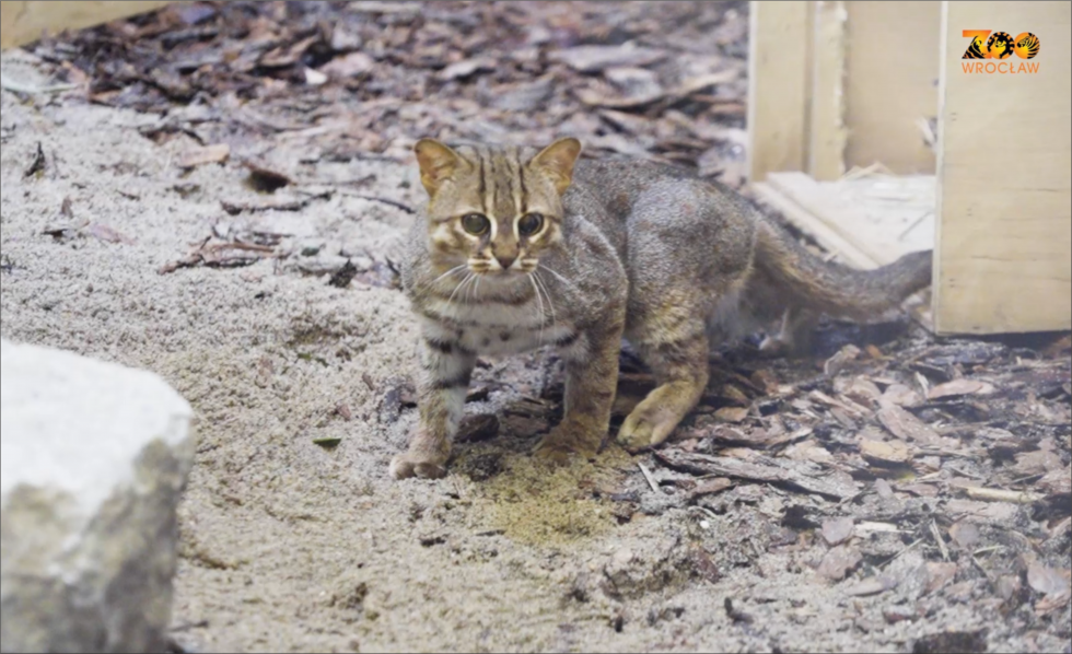 Nowy gatunek w ZOO Wrocław - kotek rudy z Cejlonu – najmniejszy kot świata