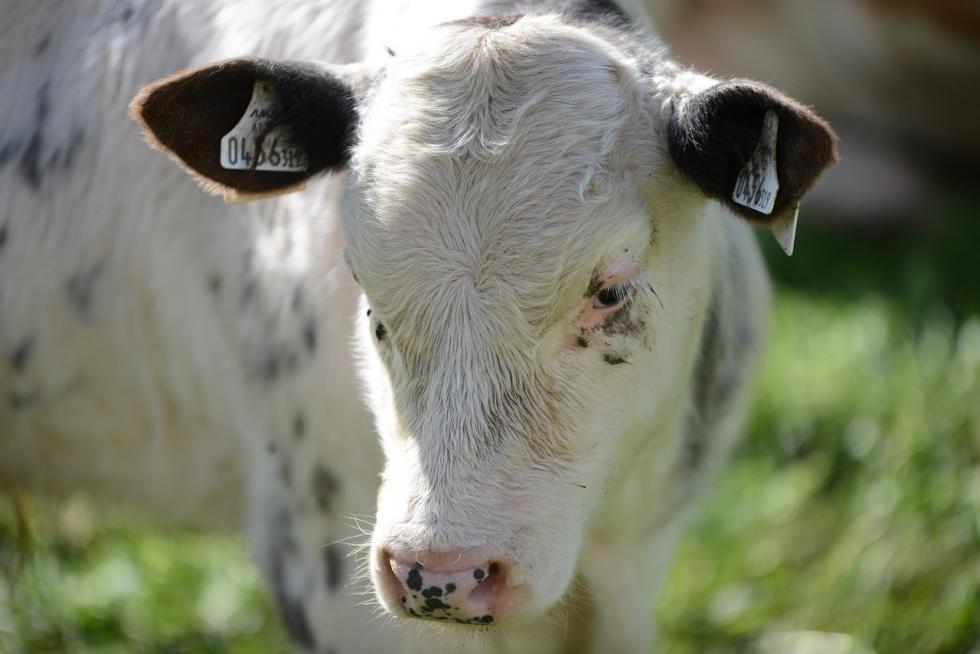 Wszystko co powinieneś wiedzieć o dojarkach dla krów