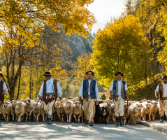 Jesienny redyk w Szczawnicy - wielkie góralskie święto z setkami owiec na ulicach zachwyca turystów